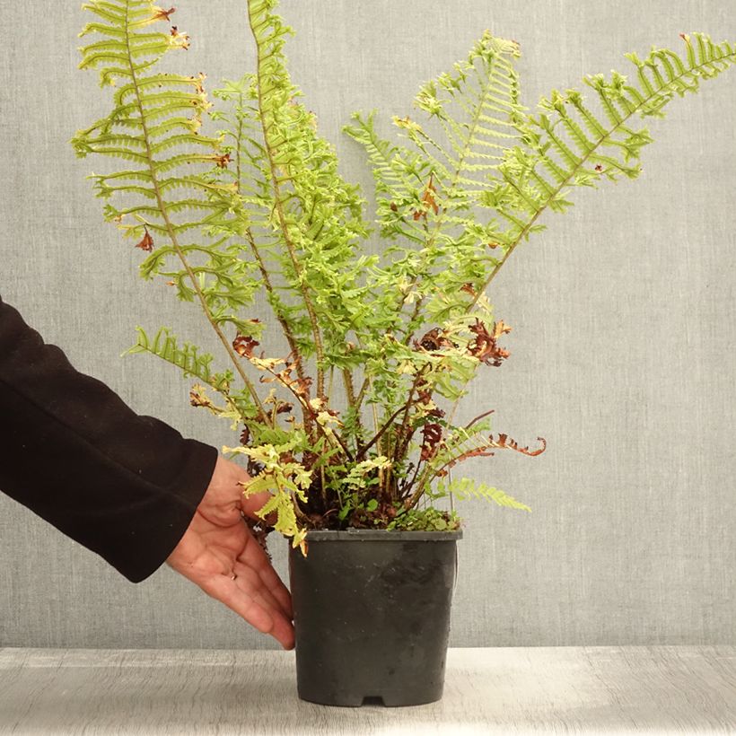 Exemplaar van Dryopteris affinis Cristata - Geschubde mannetjesvaren Pot van 2 l/3 l zoals geleverd in de herfst