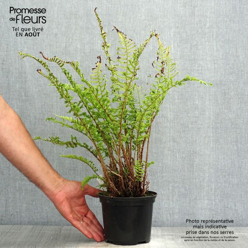 Exemplaar van Dryopteris affinis Cristata - Geschubde mannetjesvaren Pot van 2 l/3 l zoals geleverd in de zomer