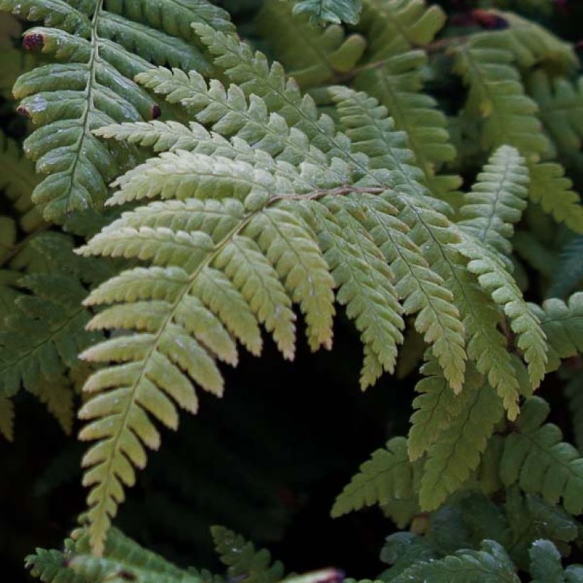 Dryopteris affinis - Geschubde mannetjesvaren (Foliage)
