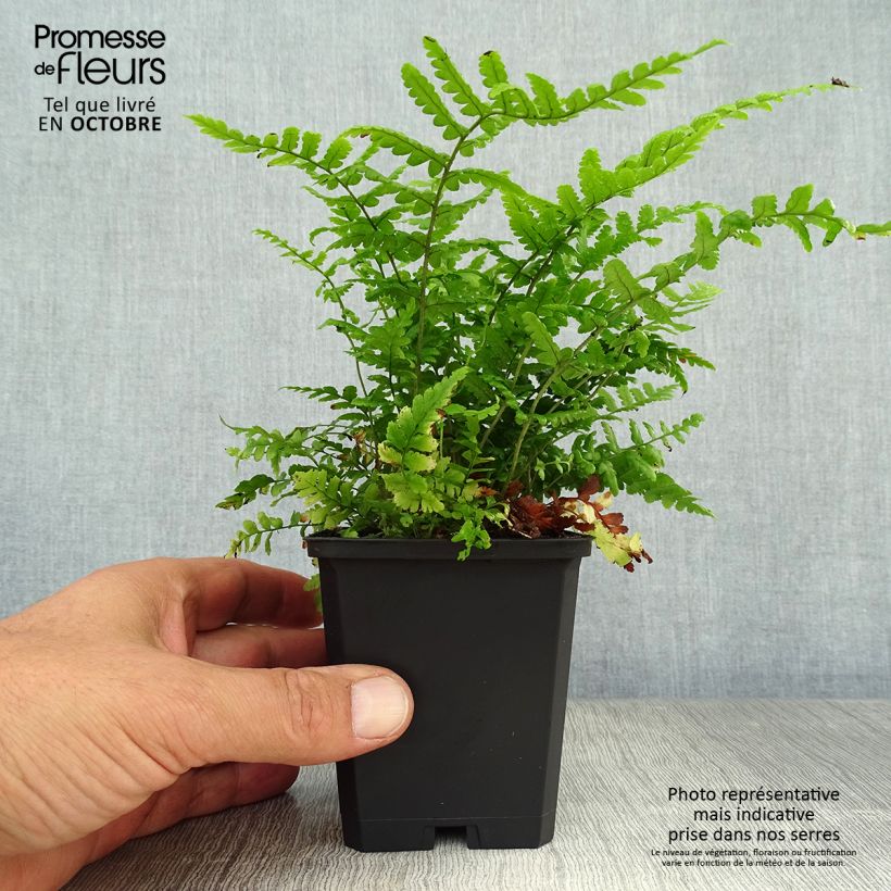 Exemplaar van Dryopteris affinis - Geschubde mannetjesvaren Kweekpotje van 8/9 cm zoals geleverd in de herfst