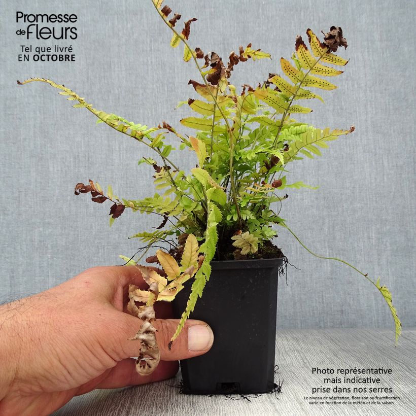 Exemplaar van Dryopteris cycadina - Gezaagde niervaren Kweekpotje van 8/9 cm zoals geleverd in de herfst