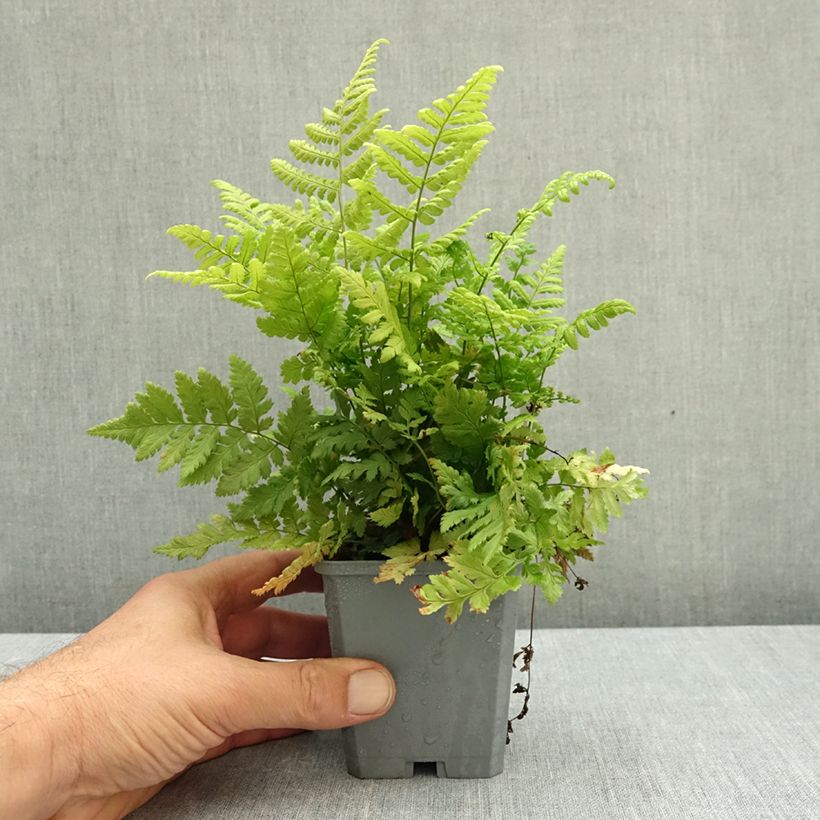 Exemplaar van Dryopteris carthusiana - Smalle stekelvaren Kweekpotje van 8/9 cm zoals geleverd in de herfst