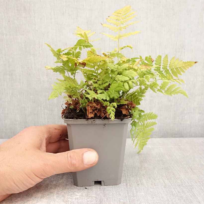 Exemplaar van Dryopteris carthusiana - Smalle stekelvaren Kweekpotje van 8/9 cm zoals geleverd in de lente