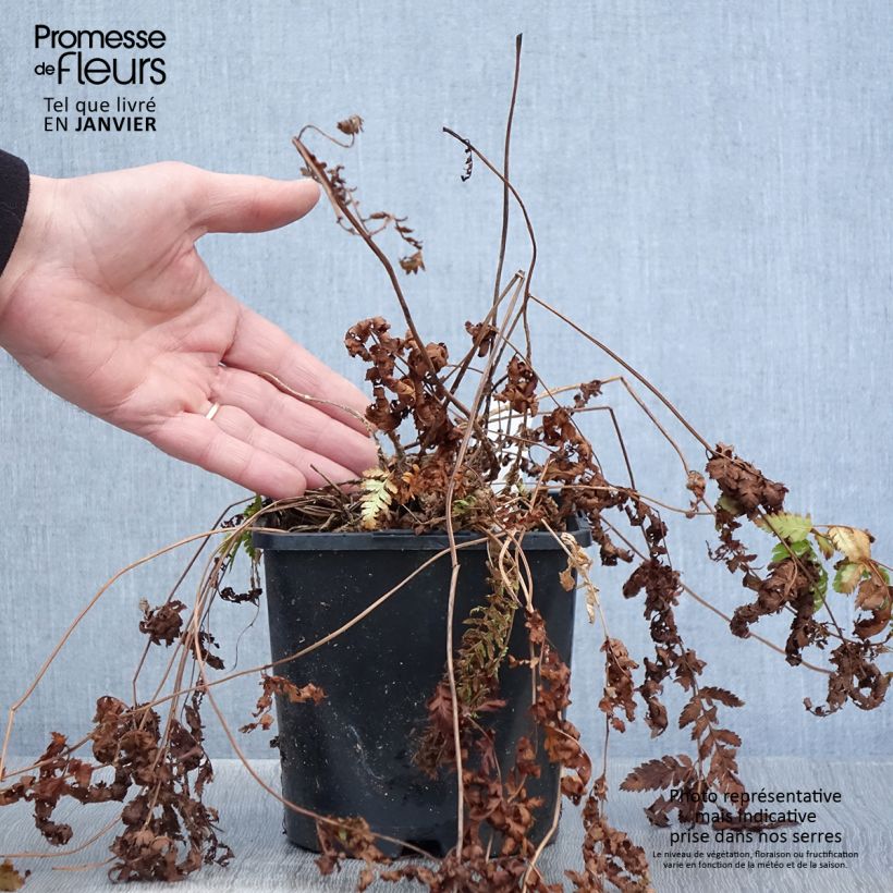 Example of Dryopteris carthusiana - Fougère ou Dryoptéride des chartreux Pot van 2 l/3 l as you get in hiver
