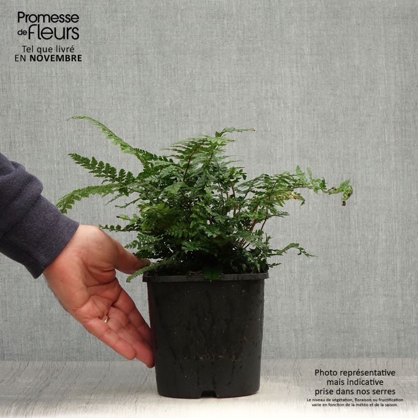 Exemplaar van Dryopteris championii - Niervaren Pot van 2 l/3 l zoals geleverd in de herfst