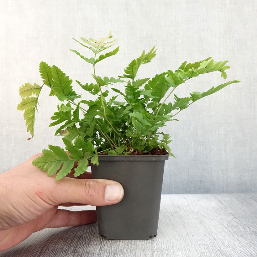 Exemplaar van Dryopteris clintoniana - Niervaren Kweekpotje van 8/9 cm zoals geleverd in de herfst