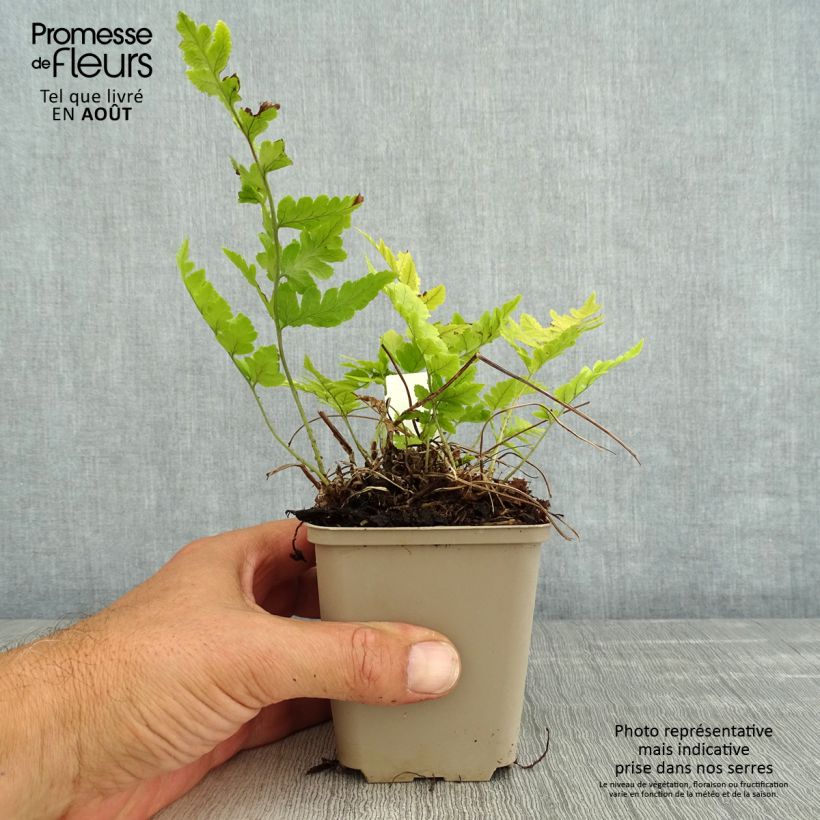Exemplaar van Dryopteris clintoniana - Niervaren Kweekpotje van 8/9 cm zoals geleverd in de zomer