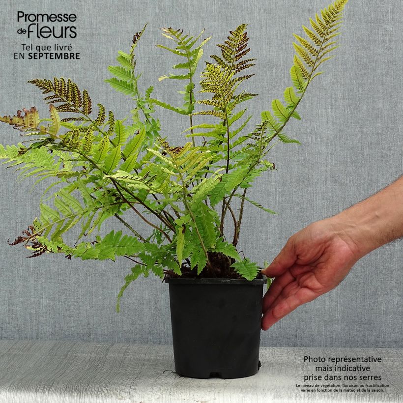 Exemplaar van Dryopteris coreano-montana - Japanse varen Pot van 2 l/3 l zoals geleverd in de zomer