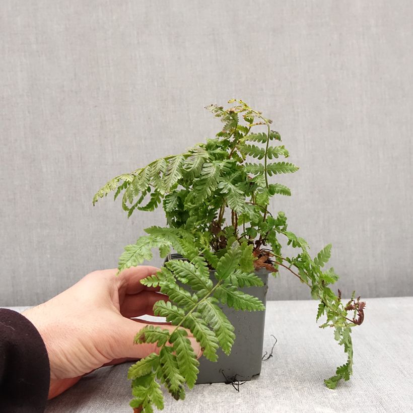 Example of Dryopteris crassirhizoma - Niervaren Kweekpotje van 8/9 cm as you get in hiver