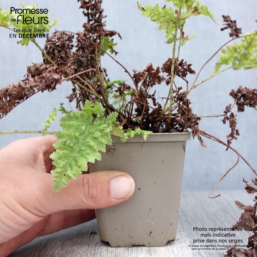 Example of Dryopteris dilatata Crispa Whiteside - Fougère Kweekpotje van 8/9 cm as you get in hiver