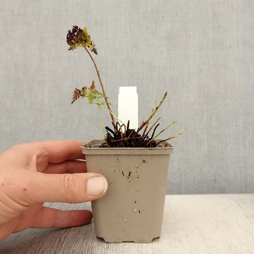 Exemplaar van Dryopteris dilatata Crispa Whiteside - Brede stekelvaren Kweekpotje van 8/9 cm zoals geleverd in de lente