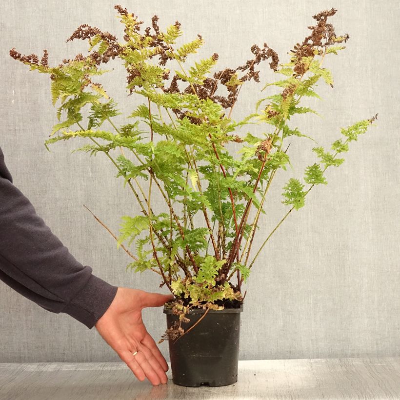 Exemplaar van Dryopteris dilatata Crispa Whiteside - Brede stekelvaren Pot van 2 l/3 l zoals geleverd in de herfst