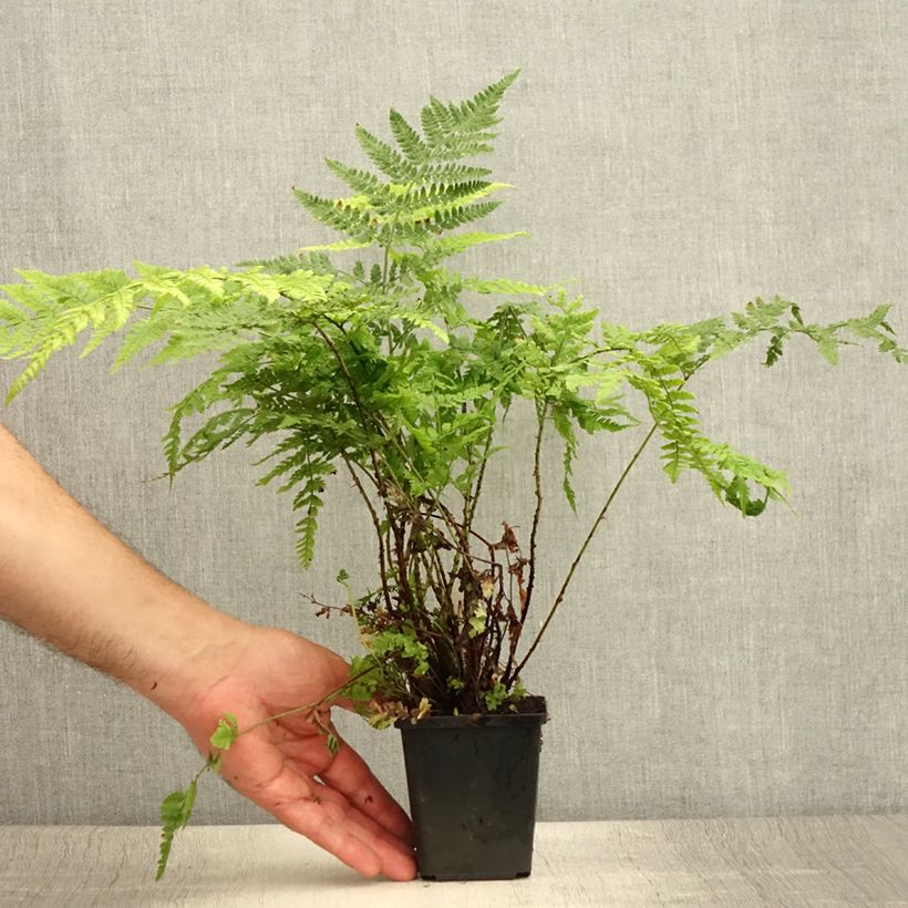 Exemplaar van Dryopteris dilatata - Brede stekelvaren Kweekpotje van 8/9 cm zoals geleverd in de zomer