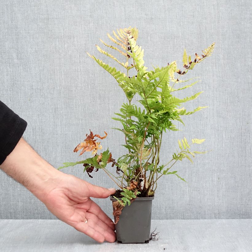 Exemplaar van Dryopteris erythrosora Prolifica - Herfstvaren Kweekpotje van 8/9 cm zoals geleverd in de herfst