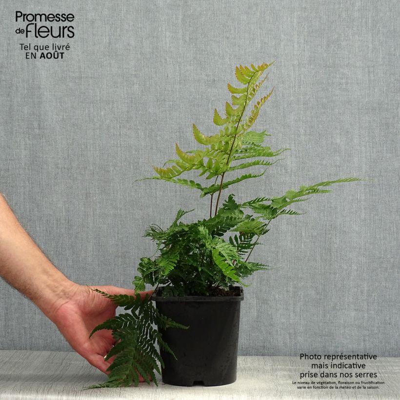 Exemplaar van Dryopteris erythrosora Prolifica - Herfstvaren Pot van 2 l/3 l zoals geleverd in de zomer
