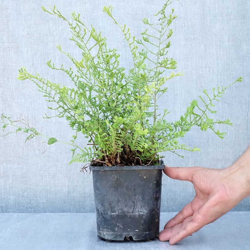 Exemplaar van Dryopteris filix-mas Linearis Polydactyla - Mannetjesvaren Pot van 2 l/3 l zoals geleverd in de zomer
