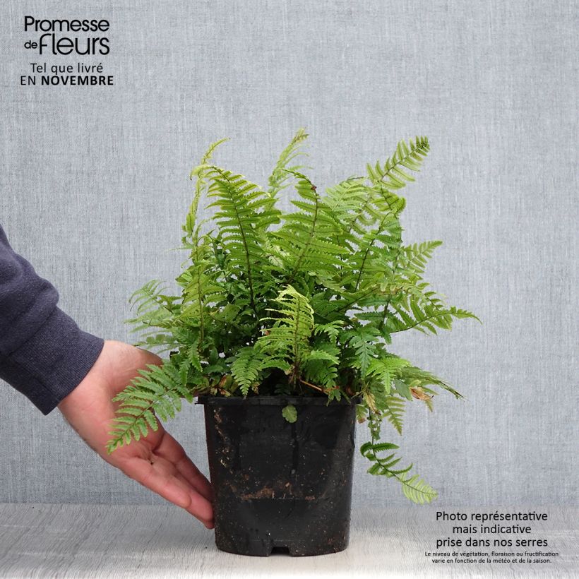 Exemplaar van Dryopteris kuratae - Niervaren Pot van 2 l/3 l zoals geleverd in de herfst