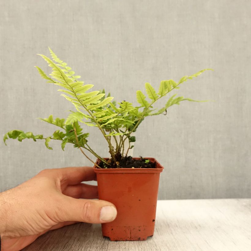 Exemplaar van Dryopteris ludoviciana - Niervaren Kweekpotje van 8/9 cm zoals geleverd in de herfst