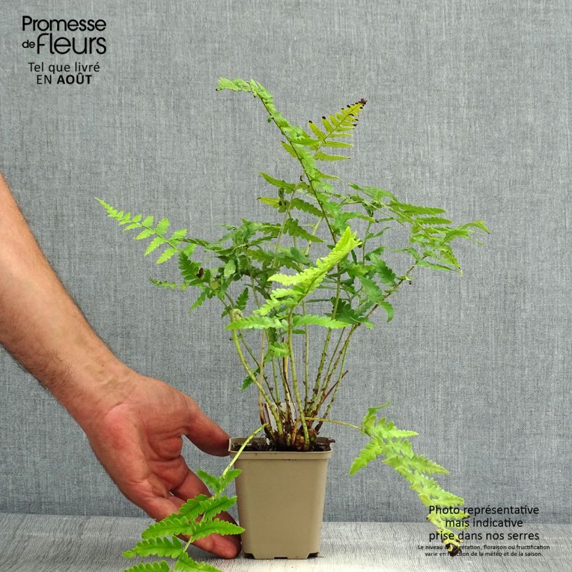 Exemplaar van Dryopteris ludoviciana - Niervaren Kweekpotje van 8/9 cm zoals geleverd in de zomer