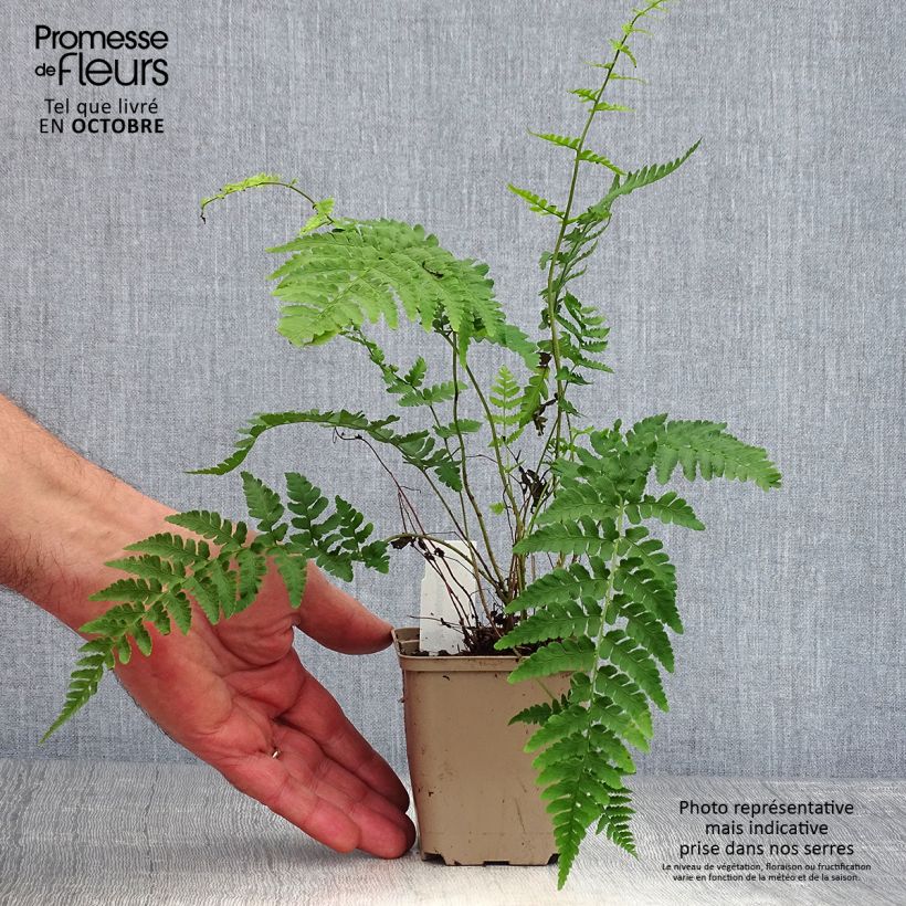 Exemplaar van Dryopteris marginalis - Niervaren Kweekpotje van 8/9 cm zoals geleverd in de herfst