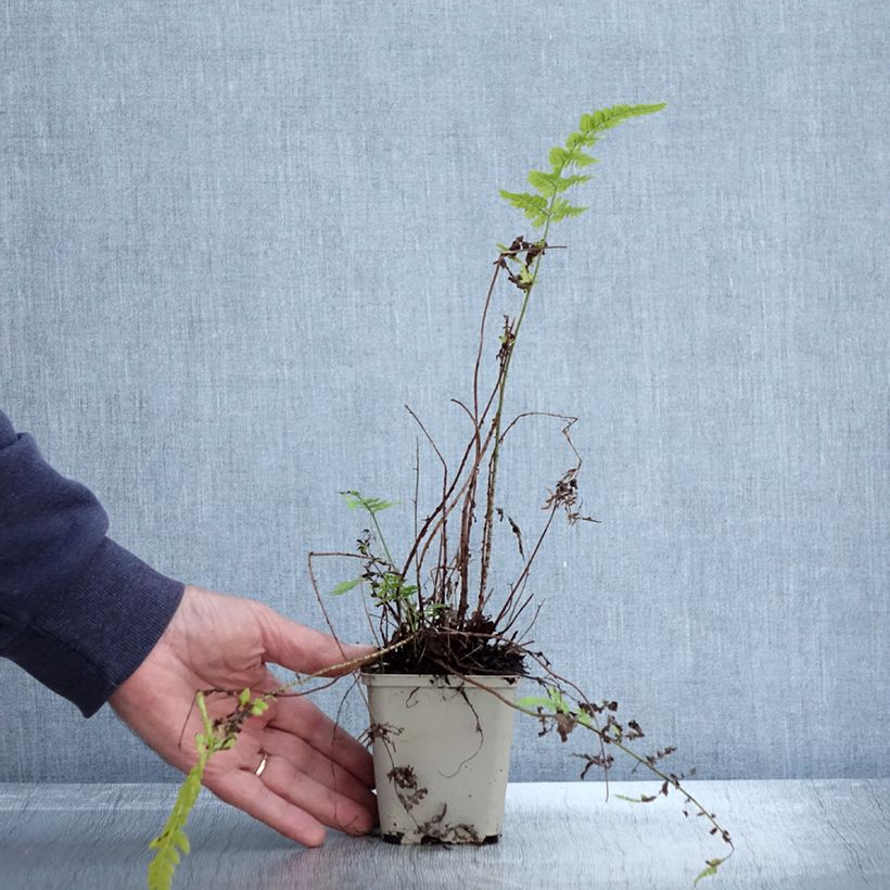 Exemplaar van Dryopteris sieboldii - Sieboldvaren Kweekpotje van 8/9 cm zoals geleverd in de herfst