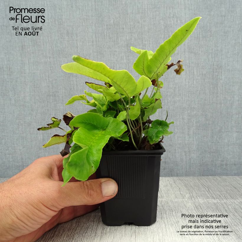 Exemplaar van Dryopteris sieboldii - Sieboldvaren Kweekpotje van 8/9 cm zoals geleverd in de zomer