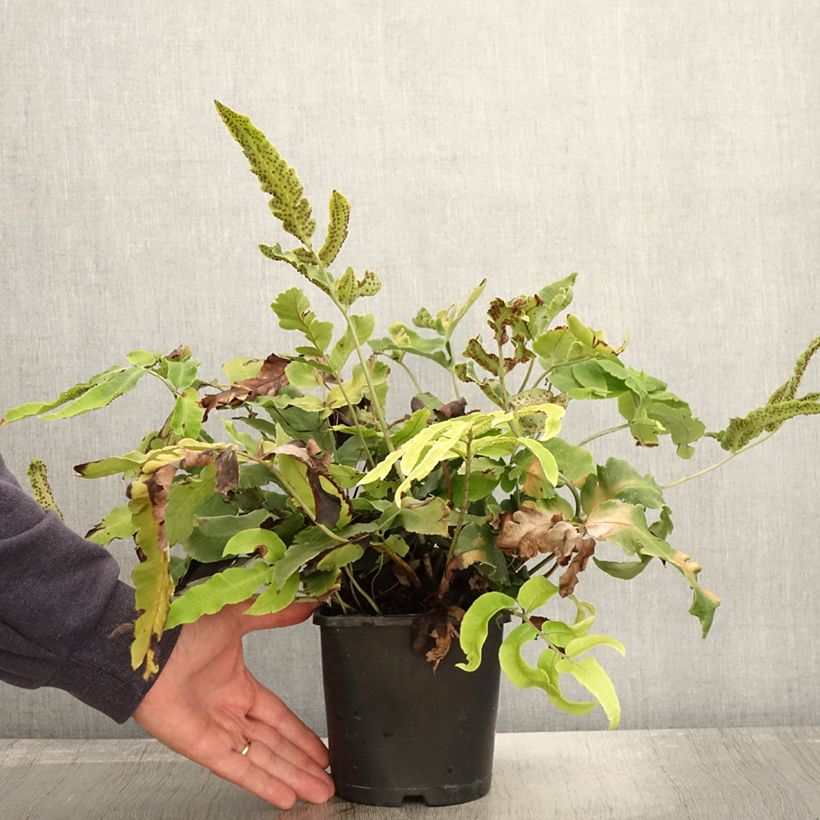 Exemplaar van Dryopteris sieboldii - Sieboldvaren Pot van 2 l/3 l zoals geleverd in de herfst