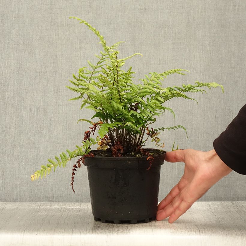 Exemplaar van Dryopteris wallichiana - Zwarte schubvaren Pot van 2 l/3 l zoals geleverd in de herfst