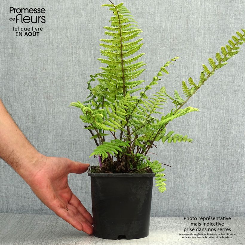Exemplaar van Dryopteris wallichiana - Zwarte schubvaren Pot van 2 l/3 l zoals geleverd in de zomer