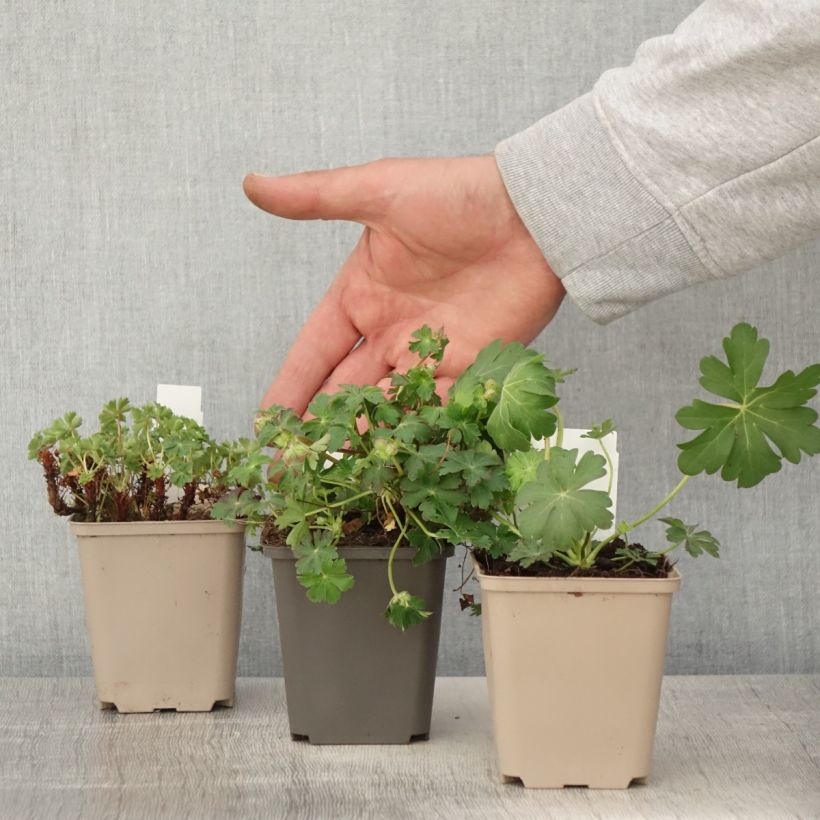 Exemplaar van Collectie Vaste Geraniums Bodembedekkers zoals geleverd in de lente