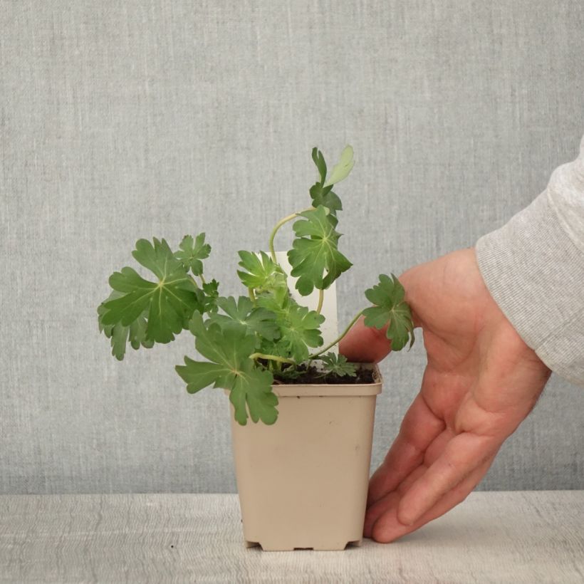 Exemplaar van Geranium cantabrigiense St Ola - Ooievaarsbek Kweekpotje van 8/9 cm zoals geleverd in de lente