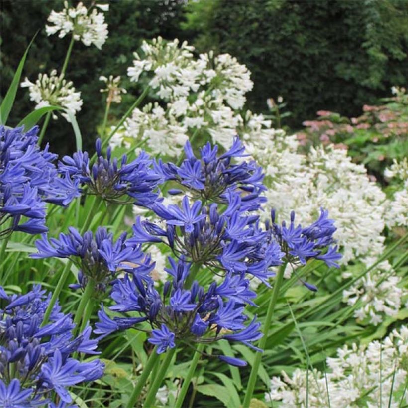 Duo Agapanthus wit blauw (Bloei)