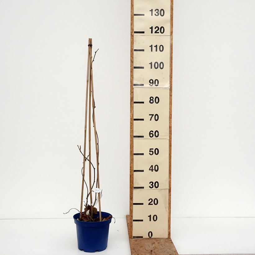 Exemplaar van Gele kiwi - Actinidia deliciosa KiwHappy - mannelijke en vrouwelijke plant in één pot Pot van 4 l/5 l zoals geleverd in de winter