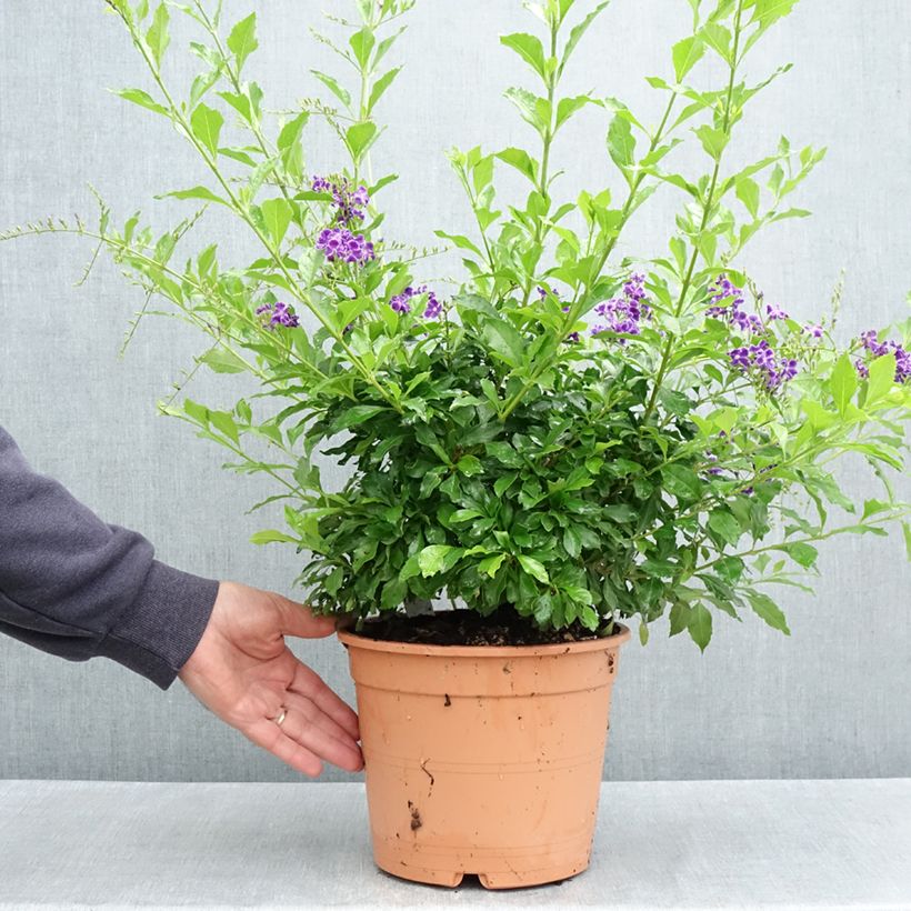 Example of Duranta repens ou erecta - Vanillier de Cayenne Pot van 4 l/5 l as you get in printemps