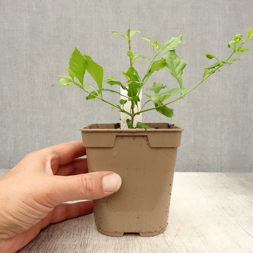 Exemplaar van Duranta repens - Stoute jongens Pot van 1 l/1,5 l zoals geleverd in de zomer