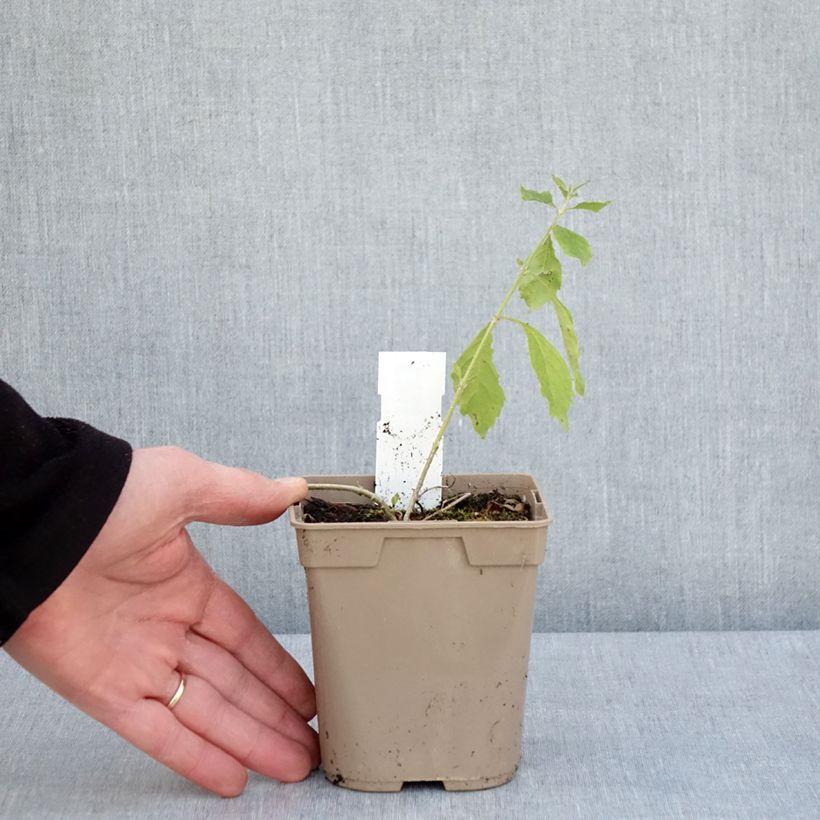 Example of Duranta repens ou erecta - Vanillier de Cayenne Pot van 1 l/1,5 l as you get in printemps