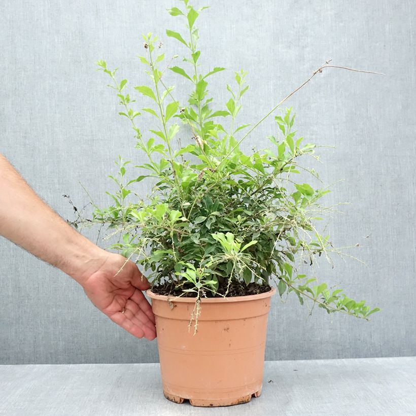 Exemplaar van Duranta repens - Stoute jongens Pot van 4 l/5 l zoals geleverd in de zomer