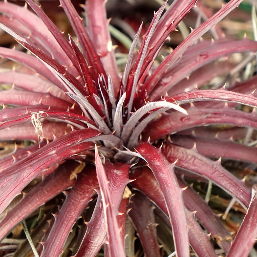 Dyckia Burgundy Ice - Bromelia (Foliage)