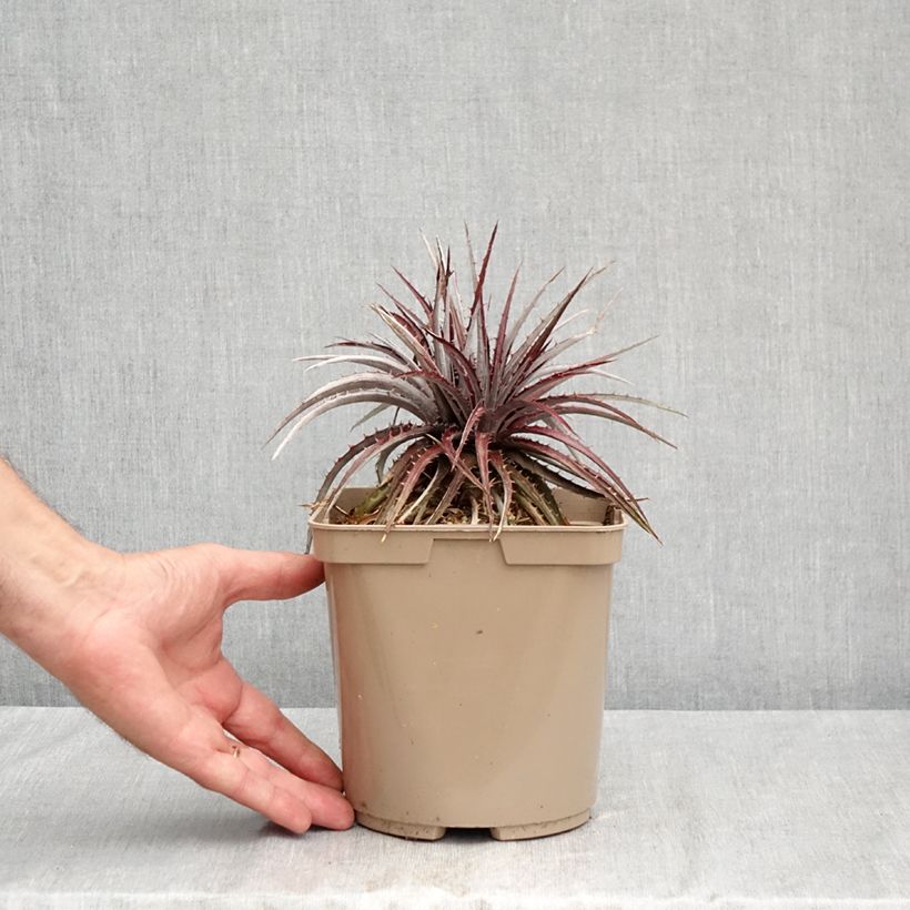 Exemplaar van Dyckia Burgundy Ice - Bromelia Pot van 3 l/4 l zoals geleverd in de zomer