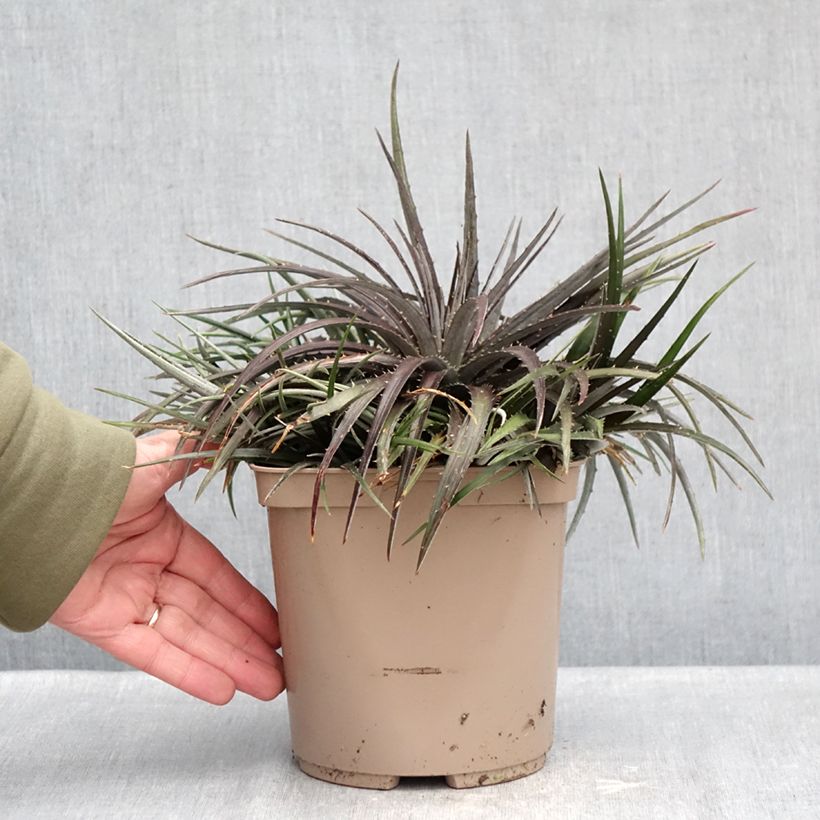 Example of Dyckia Burgundy Ice - Broméliacée Pot van 3 l/4 l as you get in hiver