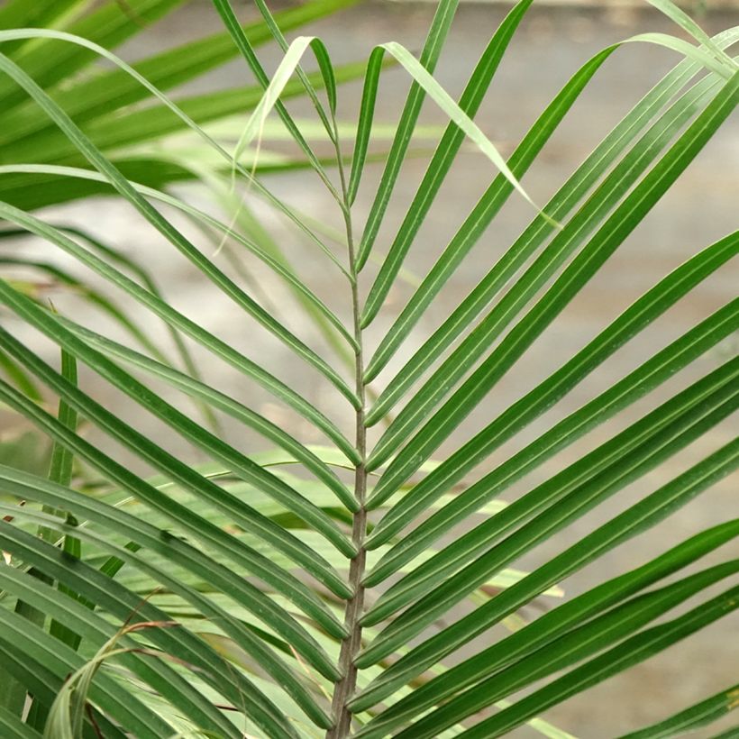 Dypsis decaryi - Driehoekspalm (Blad)