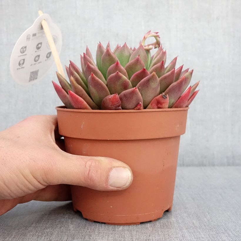 Example of Echeveria agavoides Pot van 1 l/1,5 l as you get in hiver
