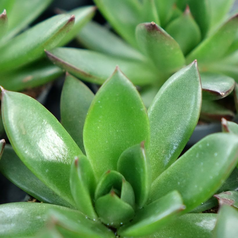 Echeveria agavoides Red Tip (Blad)