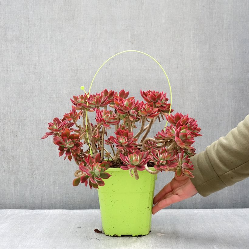 Example of Echeveria hybride Devotion Pot van 3 l/4 l as you get in hiver