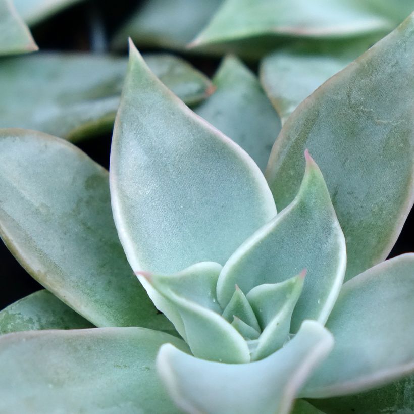 Echeveria Madiba (Blad)