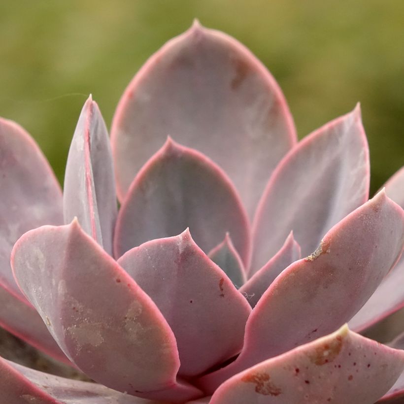 Echeveria Perle Von Nürnberg (Blad)