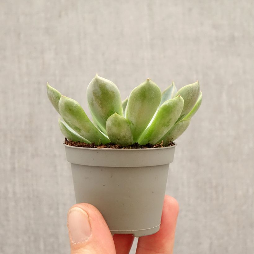 Exemplaar van Echeveria Pink Edge Mini-kamerplanten zoals geleverd in de lente