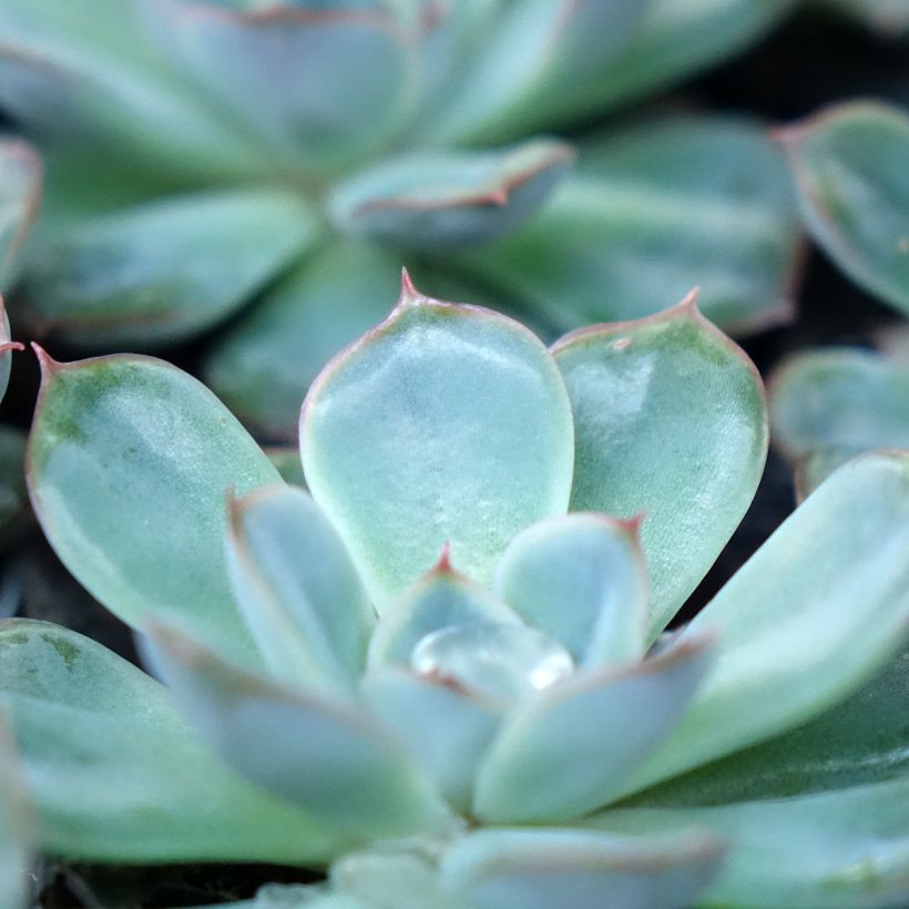 Echeveria Shira (Blad)