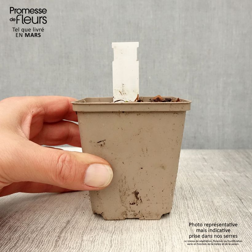 Exemplaar van Echinacea angustifolia - Smalbladige zonnehoed Kweekpotje van 8/9 cm zoals geleverd in de lente