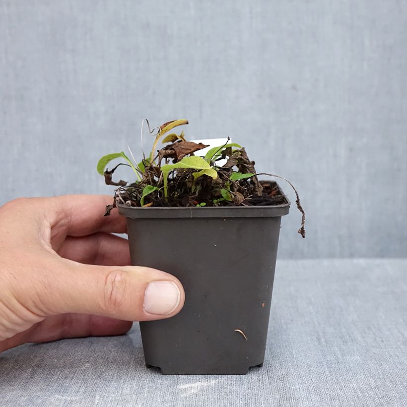 Exemplaar van Echinacea purpurea Avalanche - Rode zonnehoed Kweekpotje van 8/9 cm zoals geleverd in de herfst